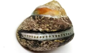 Research shows Neanderthals gathered shellfish like modern humans | Northwest & National News
