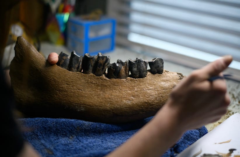 Fossil preparation and restorationist Lauren McClain Lauren McClain works with a woolly rhinoceros jaw in Houston, Texas, April 30, 2024.