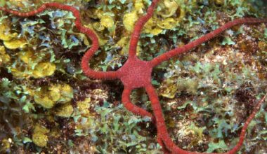 Another Trawling Ban, Another Big Recovery for Sea Life