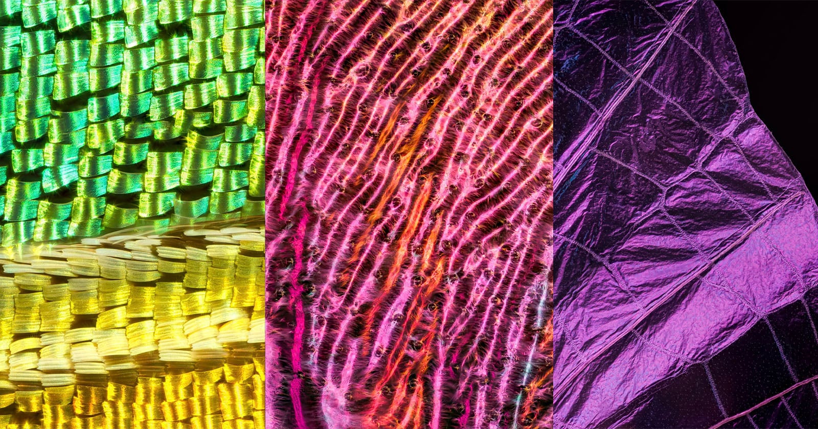 The Hidden World of Insect Wings Revealed by Macro Photographer