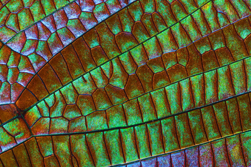 Close-up of a leaf’s intricate surface, showing brightly colored, iridescent patterns in shades of green, blue, and copper with a detailed network of veins.