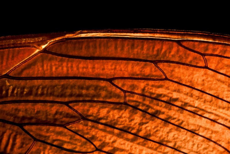 Close-up of an orange translucent insect wing, showing intricate veins and delicate patterns, set against a black background. The light shines through the wing, highlighting its detailed structure.