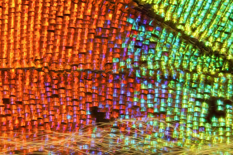 Close-up of butterfly wing scales showing a vivid gradient of colors from orange to green, with iridescent highlights and a textured, mosaic-like pattern. Fine, bright lines appear across the bottom of the image.