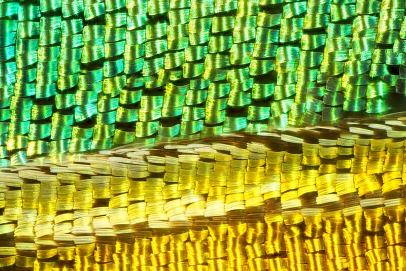 Close-up of iridescent, overlapping green and yellow scales, possibly from a butterfly or moth wing, creating a vibrant, textured pattern with light reflecting off the surface.