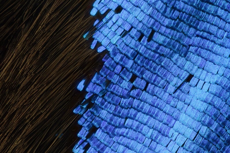 Close-up image showing iridescent blue scales of a butterfly wing on the right, with overlapping textures, next to brown, hair-like structures on the left.