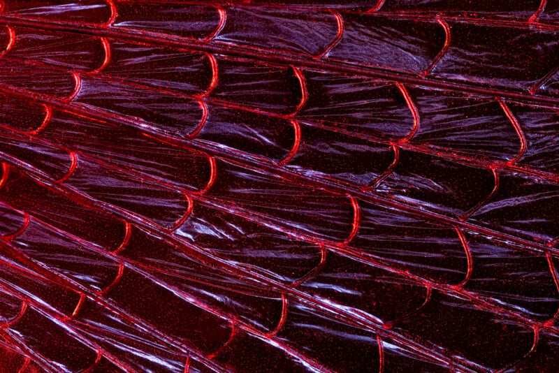 Close-up of shiny, overlapping fish scales under red and purple light, highlighting their textured, almost iridescent, surface and intricate pattern.