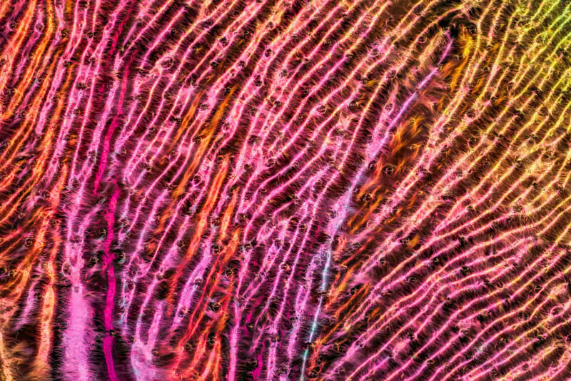 Close-up of colorful iridescent lines and patterns resembling the microscopic structure of butterfly wings, with vibrant pink, orange, and yellow hues.