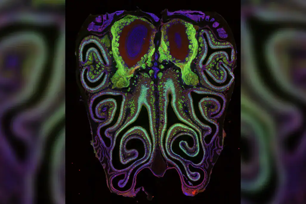 A microscope photo of a cross section of a mouse nose. green fluorescent colour highlights smell neurons. A small subset of dying neurons is labeled in red.