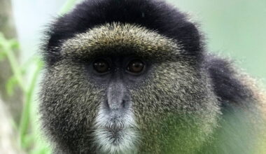 Rwanda begins collecting DNA in the wild to track mountain gorilla and other species
