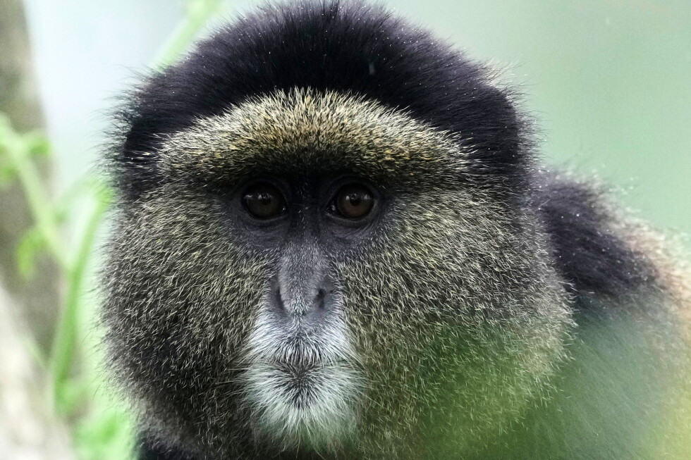 Rwanda begins collecting DNA in the wild to track mountain gorilla and other species