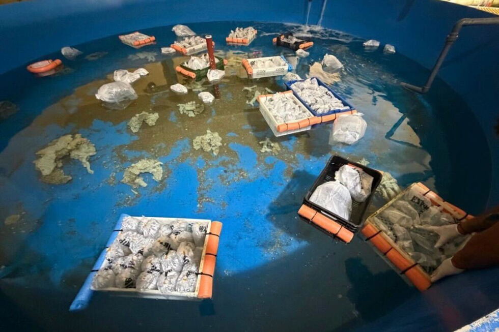 Argentina rescues 700 marine animals trafficked from Kenya in exotic wildlife seizure