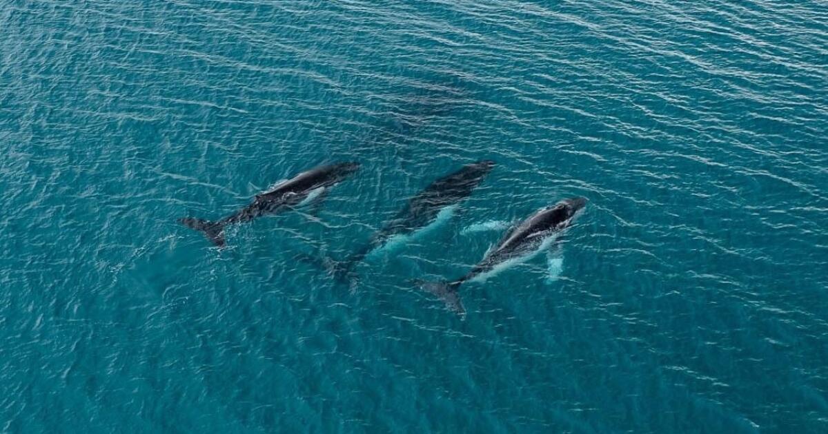 Two humpback whales set records swimming between Australia and Brazil