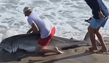 US news: Veteran fisherman wrestles great white shark on beach in shocking video