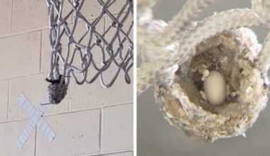 Firefighters Put Basketball Games On Hold To Help Tiny Animal Living In Hoop