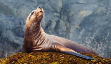 Sea lion pulls off brazen tuna heist as fisherman tries and fails to hold onto his first big catch