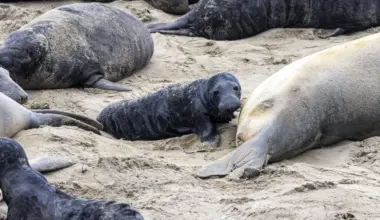 Elephant seal pups rack up PFAS while nursing