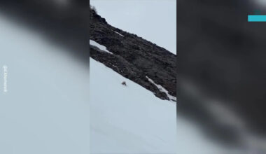 The Tense Moment a Bear Crossed Paths With a Tour Group