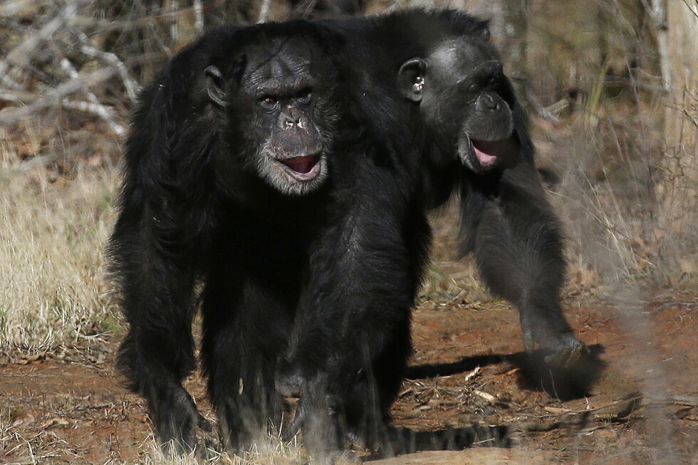 Humans and apes laugh in similar ways, study suggests