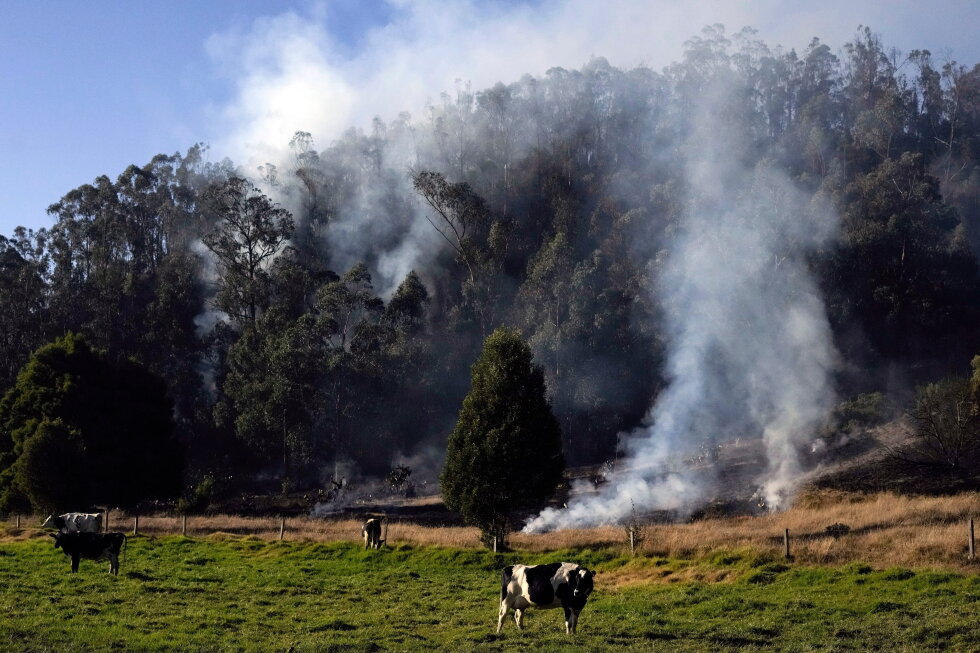 Landmark law in Colombia aims to reduce deforestation by tracking cattle