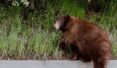 Bear claws 19-year-old's face, chest through window of Crestline home