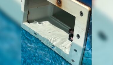 Family Spots Tiny Hand In Pool Filter — And Finds Mystery Animal Clinging To Life
