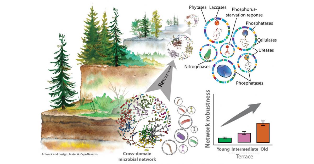 Ancient, Nutrient-Poor Soils Harbor More Stable Microbial Communities