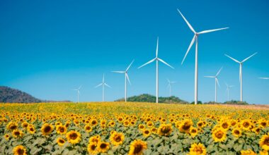 The Hidden Wildlife Challenge Of The Renewable Energy Boom