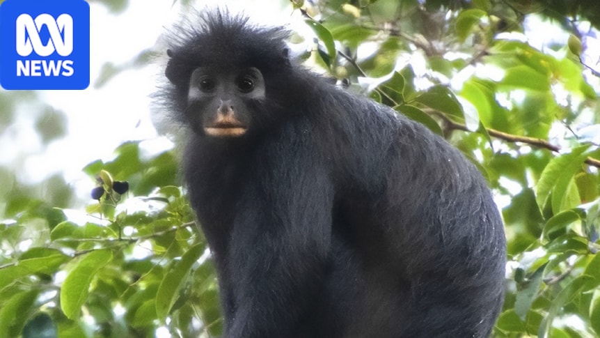New monkey discovered with orange lips in Democratic Republic of Congo