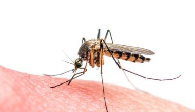 New portable strip test accurately detects mosquito-borne viruses