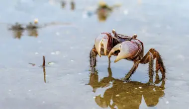 Scientists quantify crabs’ impact on coastal methane cycling