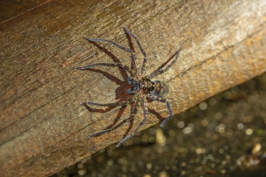 A brown spider facing eastward in the image orientation lit up by flash on piece of wood at night.