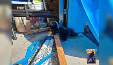 Man Calls For Help When He Discovers Someone Tiny Tangled Up In Volleyball Net