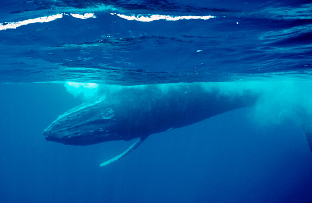 World's oceans have warmest June on record · TheJournal.ie