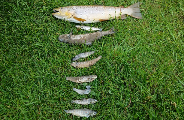 Over 500 fish dead in 'significant' fish kill in Co Kildare - The Journal
