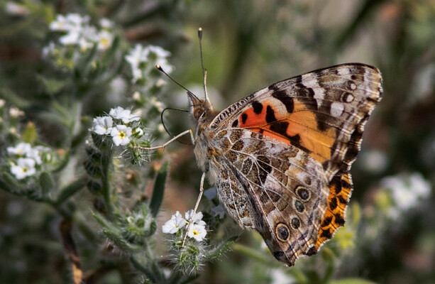 Have you noticed more butterflies this summer? Here's the reason why