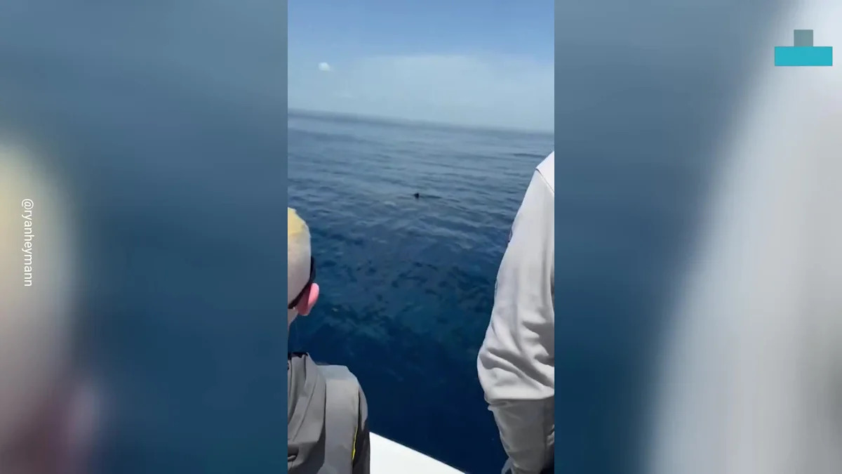 Fishermen Get Face-to-Face With Huge Shark Off Florida Coast