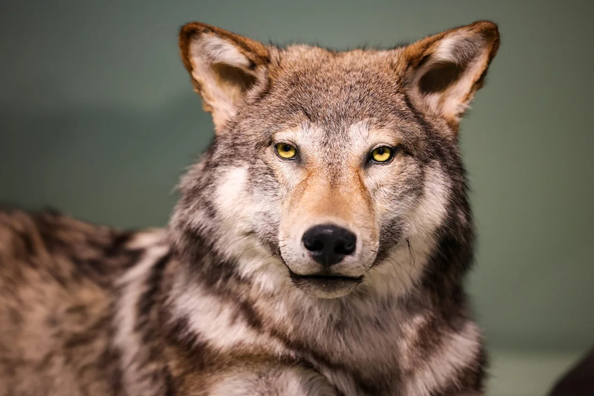 Meet the gray wolf: How the apex predator, largest member of the dog family has evolved