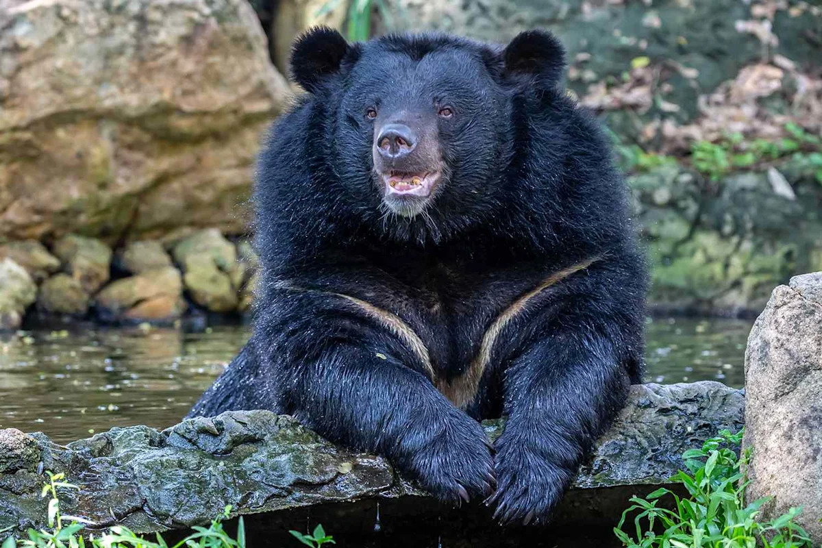 27 Moon Bears Saved from Illegal Bear Bile Farm in One of the Largest Rescue Operations of Its Kind