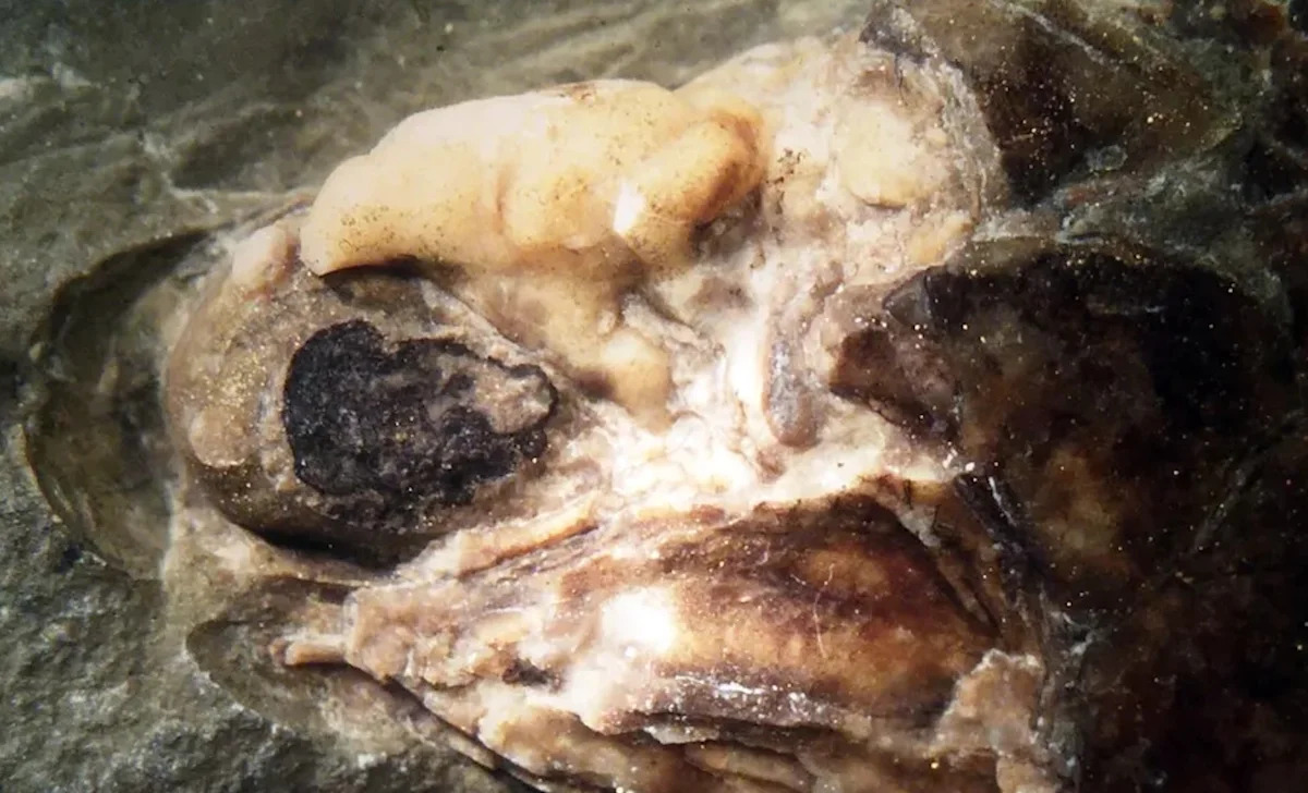 UK fish fossil sat sealed since the Carboniferous, and its brain tissue is still helping science