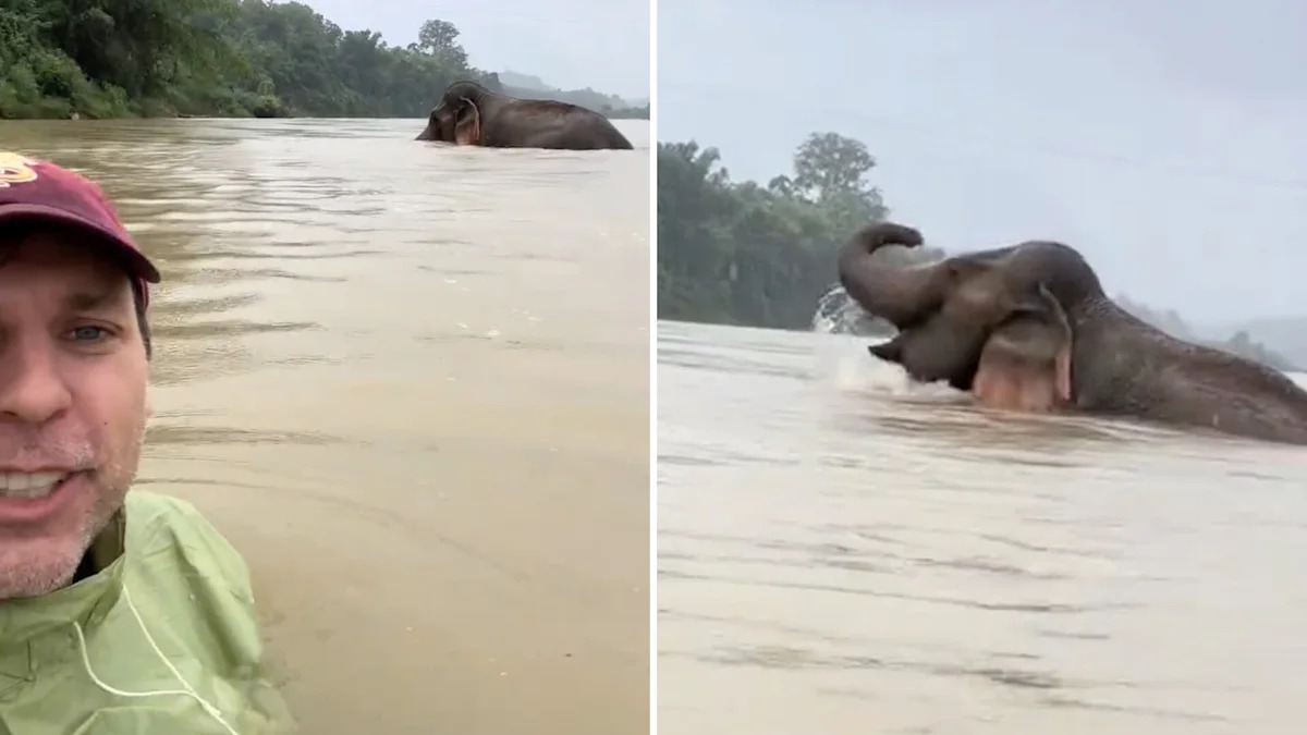 Rescued elephant Mon goes for one of her first free swims in Laos, and she's loving it