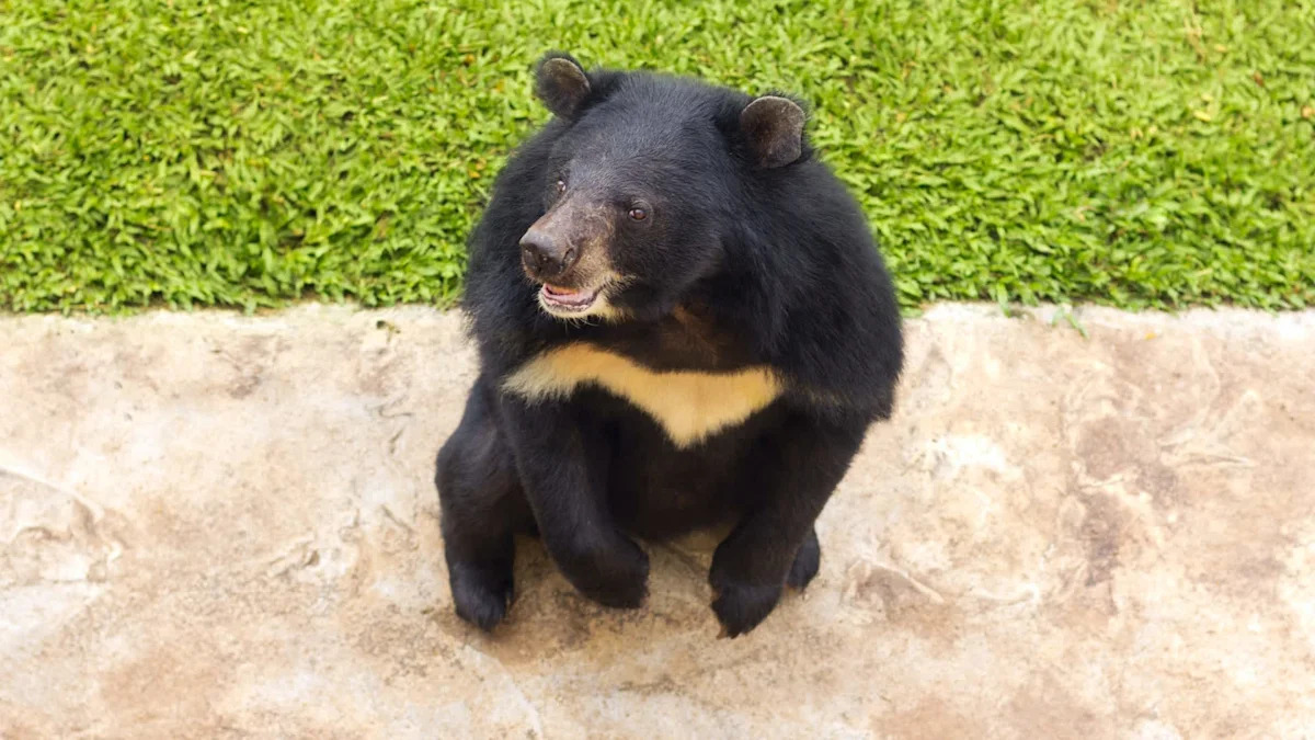 Moon bear takes first steps in sunshine after years on illegal bile farm in Laos