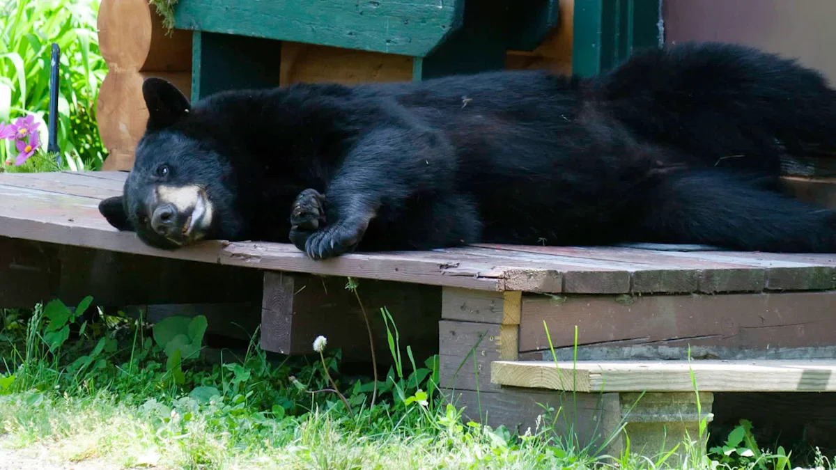Colorado bear lounges on backyard patio feet from barking dog, then calmly strolls away