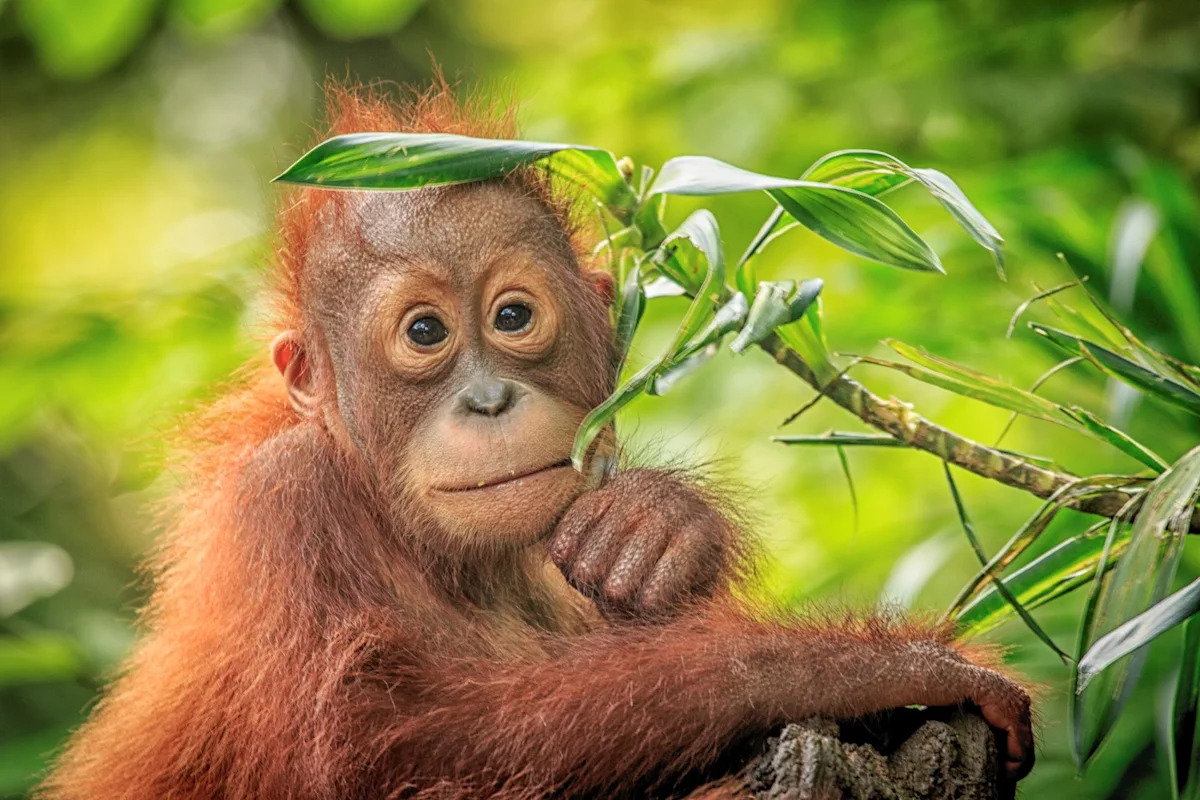 Abandoned 11-week-old orangutan makes overnight Irish Sea journey to a new home in England