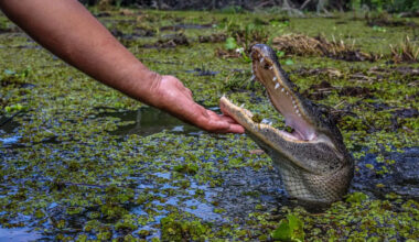 Woman pets wild alligator in Florida video, and now officials are investigating