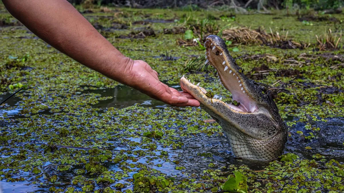 Woman pets wild alligator in Florida video, and now officials are investigating