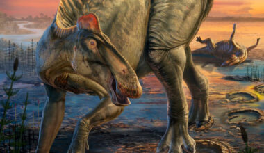 Tyrannosaurus rex Scavenged Duck-Billed Dinosaurs in Ancient Wyoming, Bite Marks Reveal