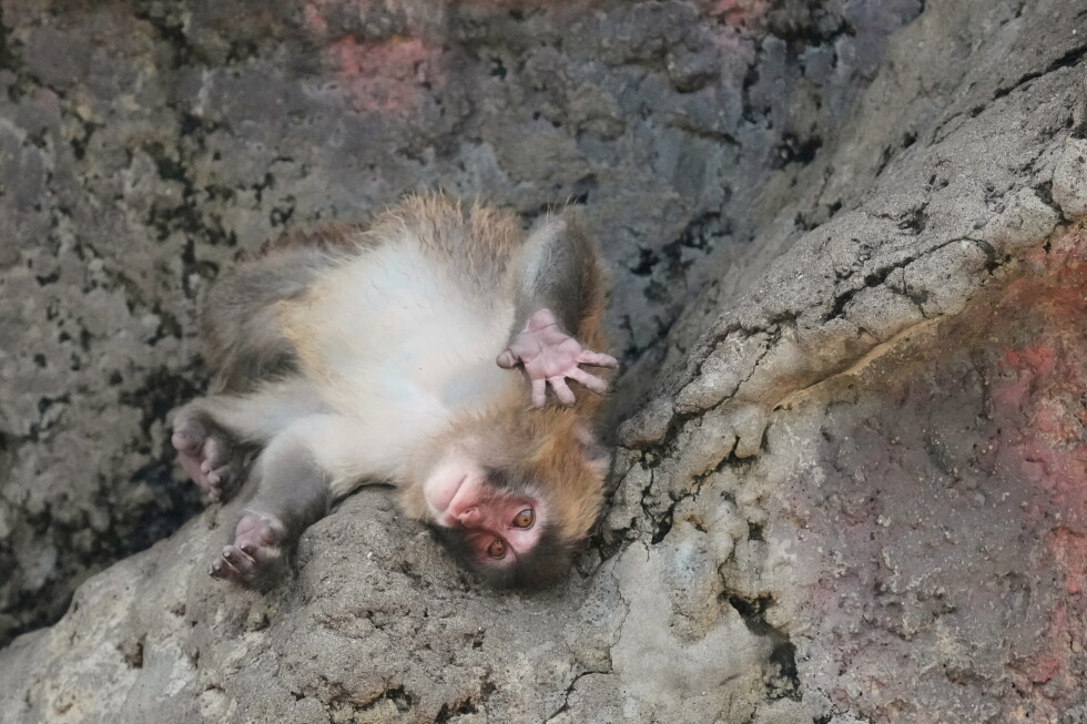 Japan's orphaned monkey sensation Punch to celebrate his 1st birthday
