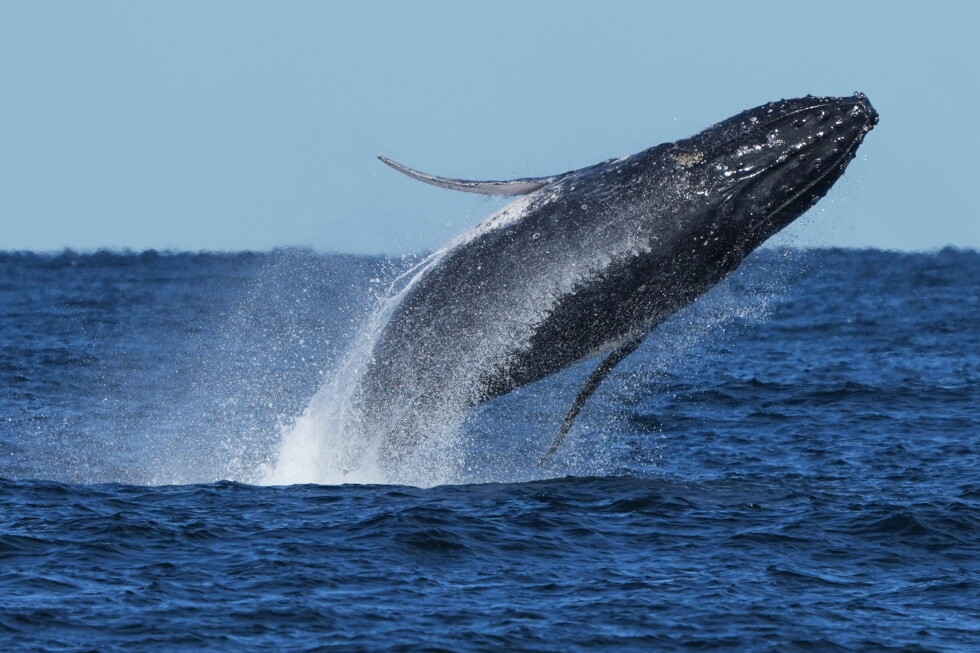Nearly 300 humpback whales were seen in a rare 'supergroup' that shows their recovery