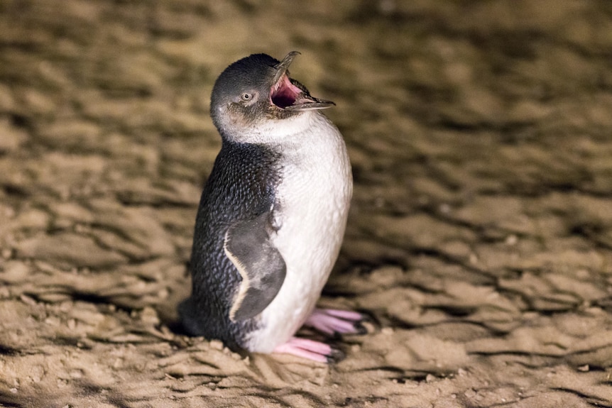 A penguin standing on the sand with its mouth open