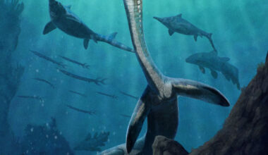 Life reconstruction of Austronaga minuta. Image credit: Gabriel Ugueto.
